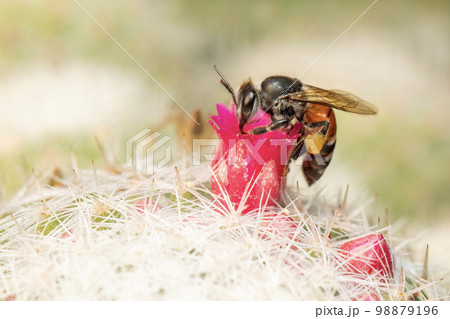 Image of little bee or dwarf bee(apis florea) on pink flower collects nectar. Insect. Animal. Image of little bee or dwarf bee(apis florea) on pink flower collects nectar. Insect. Animal. 98879196