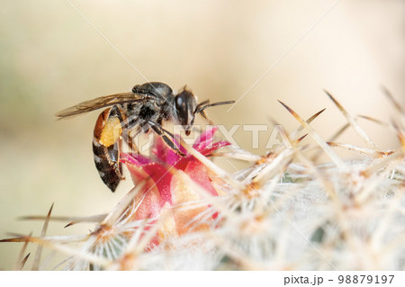 Image of little bee or dwarf bee(apis florea) on pink flower collects nectar. Insect. Animal. Image of little bee or dwarf bee(apis florea) on pink flower collects nectar. Insect. Animal. 98879197