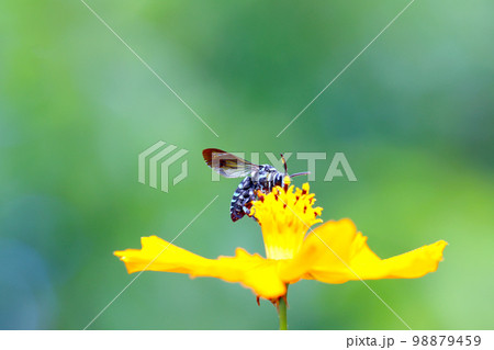 キバナコスモスの花で一生懸命に花粉を集める幸福の青い使者と呼ばれる蜂「ルリモンハナバチ」。 98879459