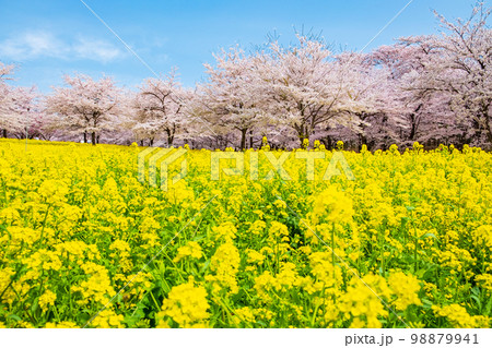 赤城南面千本桜と菜の花 98879941