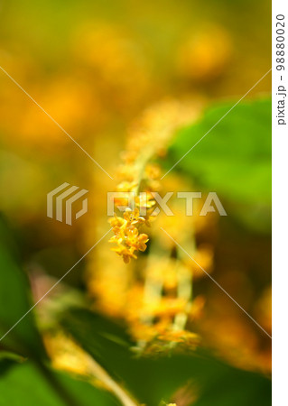 夏に黄色い花部をたくさん咲かせるつる性の植物「カエデドコロ」の花をマクロ接写撮影。 夏に黄色い花部をたくさん咲かせるつる性の植物「カエデドコロ」の花をマクロ接写撮影。 98880020