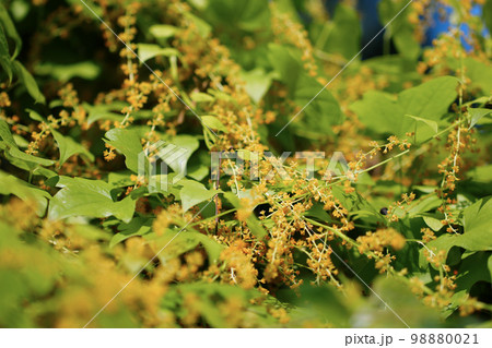 夏に黄色い花をたくさん咲かせるつる性の植物「カエデドコロ」。 98880021