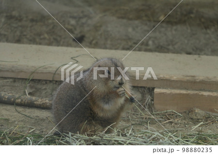 いつでも食べてるプレーリドッグ 98880235