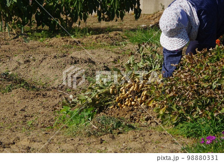 落花生の収穫　ピーナッツの収穫 98880331