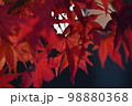 紅葉の秋 紅葉の秋 98880368