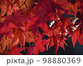 紅葉の秋 紅葉の秋 98880369