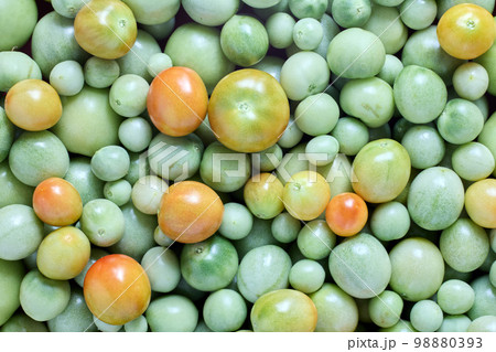 Harvested unripe green cherry tomatoes, texture for background. 98880393