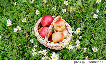view from above. Beautiful red apples in a basket, in the midst of a flowering daisy field, lawn view from above. Beautiful red apples in a basket, in the midst of a flowering daisy field, lawn 98880444