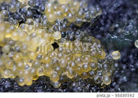 黒い繊維でできた人工産卵床に産み付けられた観賞用ヒカリメダカの魚卵をマクロ接写撮影。 98880562
