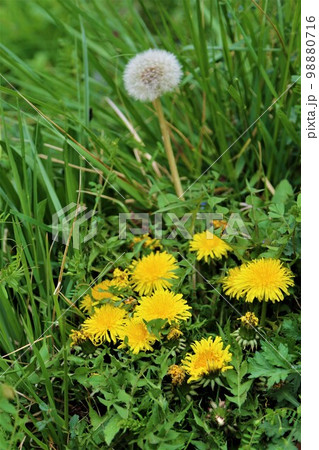 ゆずの里毛呂山町の春の里山を彩る黄色いタンポポの花と白い綿帽子の風景 ゆずの里毛呂山町の春の里山を彩る黄色いタンポポの花と白い綿帽子の風景 98880716