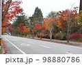 軽井沢紅葉 98880786