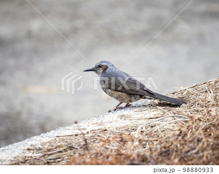 地面に居るヒヨドリ 地面に居るヒヨドリ 98880933