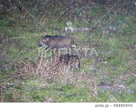 家族で空き地に草を食べに来たイノシシ 家族で空き地に草を食べに来たイノシシ 98880940