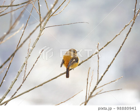 木の枝にとまるメスのジョウビタキ 98880941