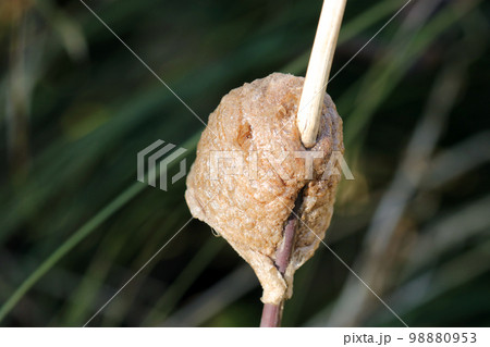 細い草の茎に産み付けられているオオカマキリの卵鞘。マクロレンズ使用による生態接写画像。 細い草の茎に産み付けられているオオカマキリの卵鞘。マクロレンズ使用による生態接写画像。 98880953