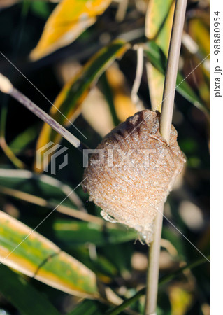 細い草の茎に産み付けられているオオカマキリの卵鞘。マクロレンズ使用による生態接写画像。 細い草の茎に産み付けられているオオカマキリの卵鞘。マクロレンズ使用による生態接写画像。 98880954