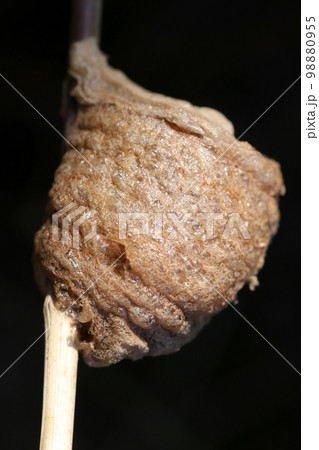 細い草の茎に産み付けられているオオカマキリの卵鞘。マクロレンズ使用による生態接写画像。 細い草の茎に産み付けられているオオカマキリの卵鞘。マクロレンズ使用による生態接写画像。 98880955