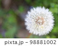 タンポポの綿毛 98881002