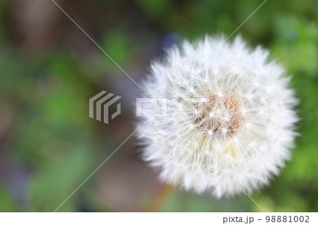 タンポポの綿毛 タンポポの綿毛 98881002