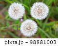 タンポポの綿毛［一画面内に3つ］ 98881003