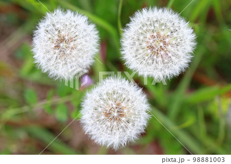 タンポポの綿毛［一画面内に3つ］ 98881003