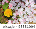 タンポポの花ひとつ＆地表を覆う桜の花びら（クローズアップ撮り） 98881004