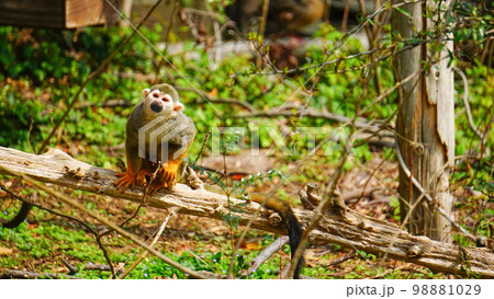 コモンリスザル 98881029