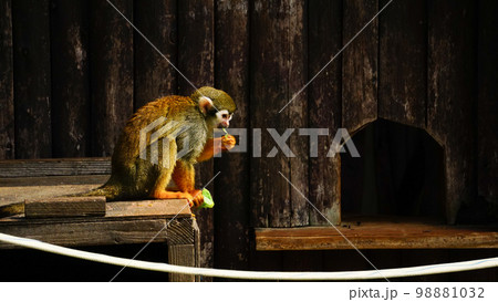 コモンリスザル 98881032