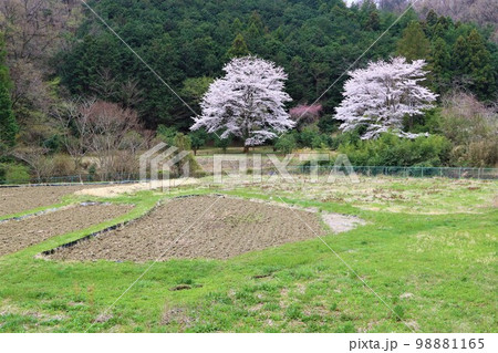 ゆずの里毛呂山町の山裾にある春の棚田を彩る野原の緑と満開の桜の風景 98881165