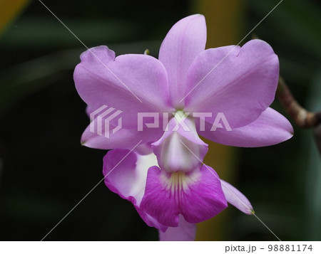 カトレア・ワルケリアナ Cattleya walkeriana （洋ランの原種）の写真