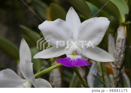 カトレア・ワルケリアナ Cattleya walkeriana （洋ランの原種）の写真