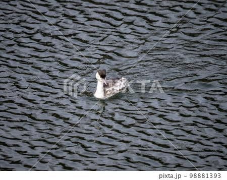 水面を進む冬羽のカンムリカイツブリ 98881393