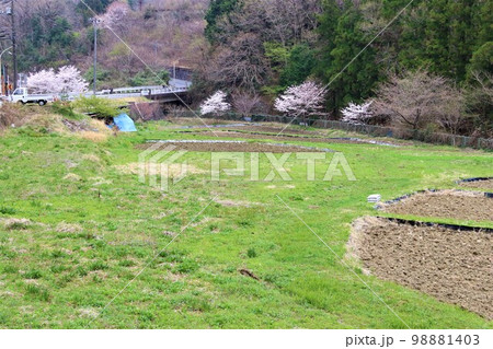 ゆずの里毛呂山町の山裾にある春の棚田を彩る草原の緑と満開の桜の風景 98881403