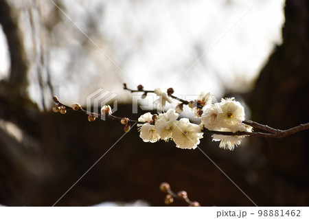 早春の白梅 98881462