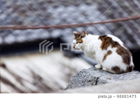 哲学の道での野良猫 98881473