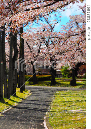 桜並木の遊歩道の分かれ道(縦位置) 桜並木の遊歩道の分かれ道(縦位置) 98881694