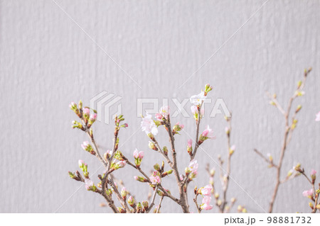 桜の花とつぼみと枝と白いテクスチャのある背景 桜の花とつぼみと枝と白いテクスチャのある背景 98881732