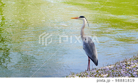 福岡県、駕与丁公園のサギ 福岡県、駕与丁公園のサギ 98881819