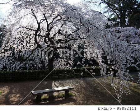 朝に撮った京都御苑の満開の桜 98882111