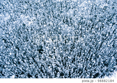 【群馬県】赤城山_小沼のアイスバブル_03 98882184