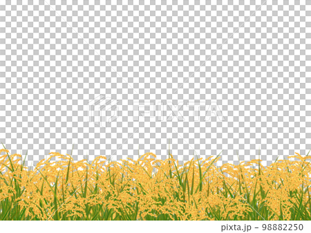Frame of golden ears of rice 98882250