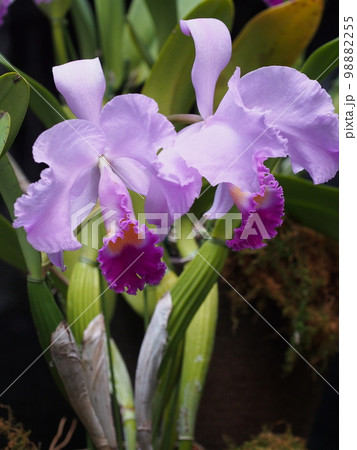 カトレア・トリアナエ Cattleya trianaei カトレアの原種 カトレア・トリアナエ Cattleya trianaei カトレアの原種 98882255