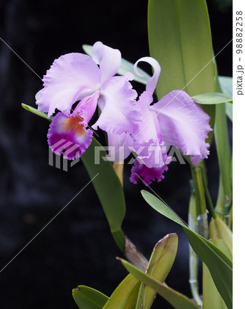 カトレア・トリアナエ Cattleya trianaei カトレアの原種 カトレア・トリアナエ Cattleya trianaei カトレアの原種 98882258