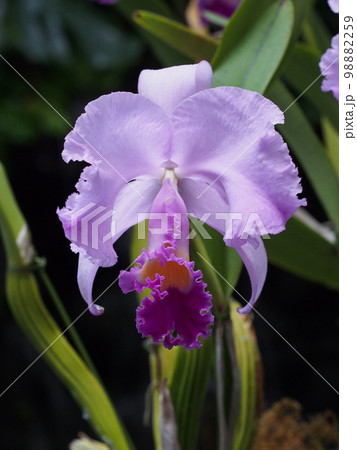 カトレア・トリアナエ Cattleya trianaei カトレアの原種 カトレア・トリアナエ Cattleya trianaei カトレアの原種 98882259