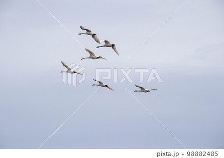 6羽の飛ぶ白鳥 その2 6羽の飛ぶ白鳥 その2 98882485