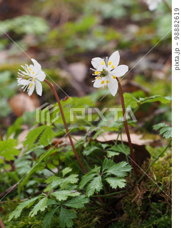 バイカオウレンの白い花 98882619