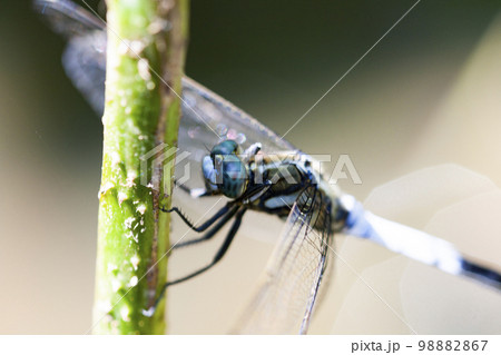 真夏のシオカラトンボ 98882867