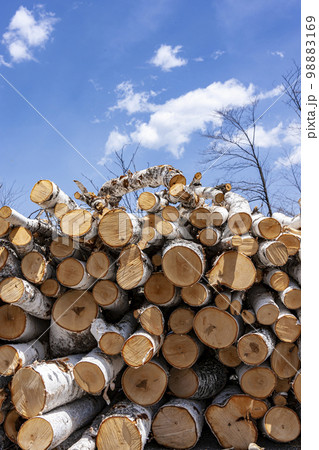 伐採された白樺の木 98883169