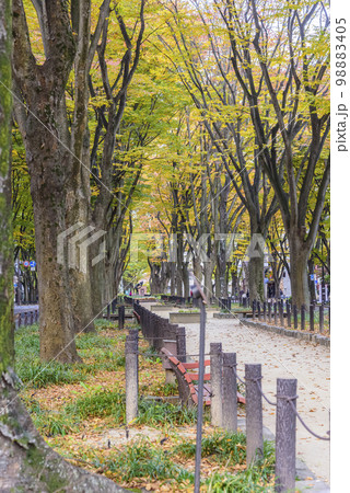定禅寺通り 秋 定禅寺通り 秋 98883405