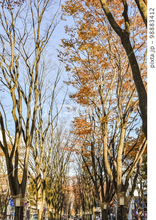 定禅寺通り 秋 98883412